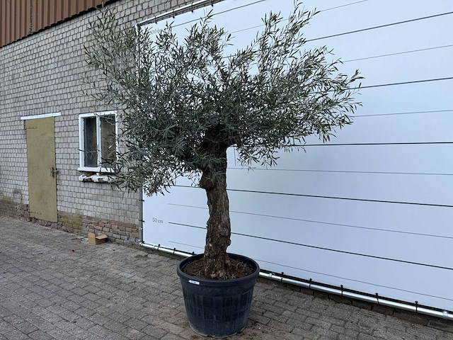 Olijfboom bonsai - olea europaea - ca. 80 jaar oud - hoogte ca. 220 cm - afbeelding 2 van  6