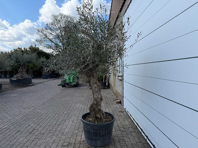 Olijfboom bonsai - olea europaea - ca. 80 jaar oud - hoogte ca. 220 cm - afbeelding 3 van  6