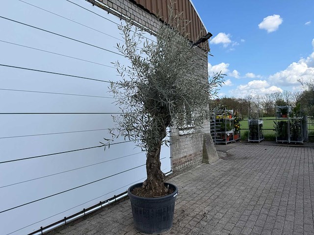 Olijfboom bonsai - olea europaea - ca. 80 jaar oud - hoogte ca. 220 cm - afbeelding 4 van  6
