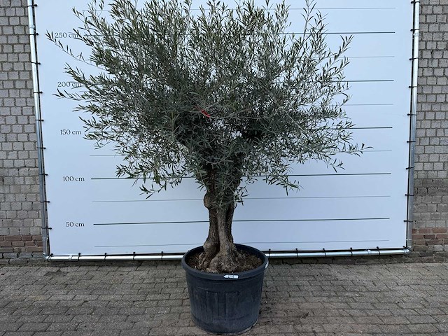 Olijfboom bonsai - olea europaea - ca. 80 jaar oud - hoogte ca. 220 cm - afbeelding 1 van  7