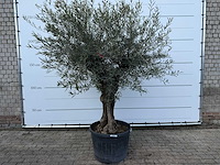 Olijfboom bonsai - olea europaea - ca. 80 jaar oud - hoogte ca. 220 cm - afbeelding 1 van  7