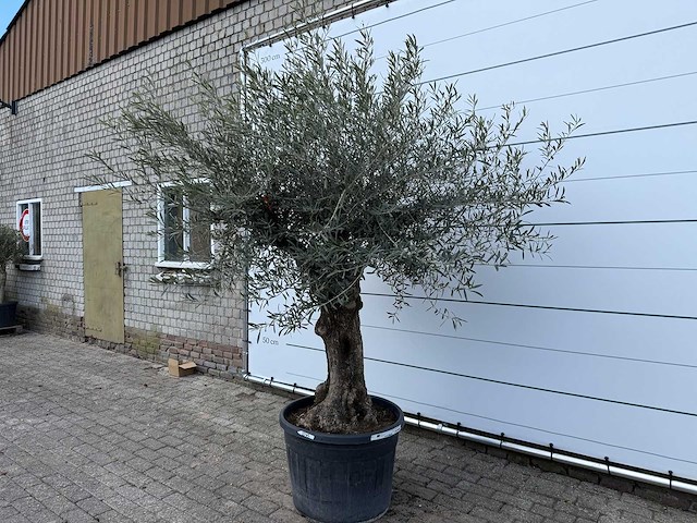 Olijfboom bonsai - olea europaea - ca. 80 jaar oud - hoogte ca. 220 cm - afbeelding 2 van  7