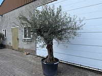 Olijfboom bonsai - olea europaea - ca. 80 jaar oud - hoogte ca. 220 cm - afbeelding 2 van  7