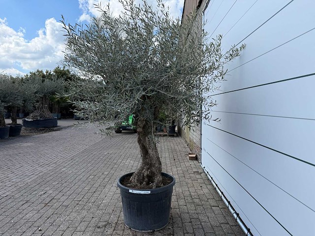 Olijfboom bonsai - olea europaea - ca. 80 jaar oud - hoogte ca. 220 cm - afbeelding 3 van  7