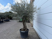 Olijfboom bonsai - olea europaea - ca. 80 jaar oud - hoogte ca. 220 cm - afbeelding 3 van  7