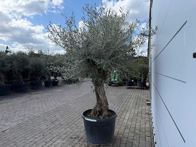 Olijfboom bonsai - olea europaea - ca. 80 jaar oud - hoogte ca. 220 cm - afbeelding 4 van  7