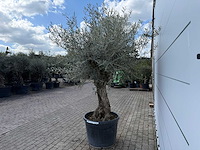 Olijfboom bonsai - olea europaea - ca. 80 jaar oud - hoogte ca. 220 cm - afbeelding 4 van  7