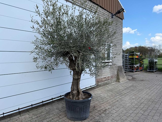 Olijfboom bonsai - olea europaea - ca. 80 jaar oud - hoogte ca. 220 cm - afbeelding 5 van  7