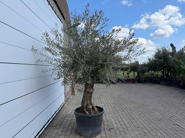 Olijfboom bonsai - olea europaea - ca. 80 jaar oud - hoogte ca. 220 cm - afbeelding 6 van  7