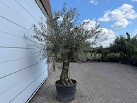 Olijfboom bonsai - olea europaea - ca. 80 jaar oud - hoogte ca. 220 cm - afbeelding 6 van  7