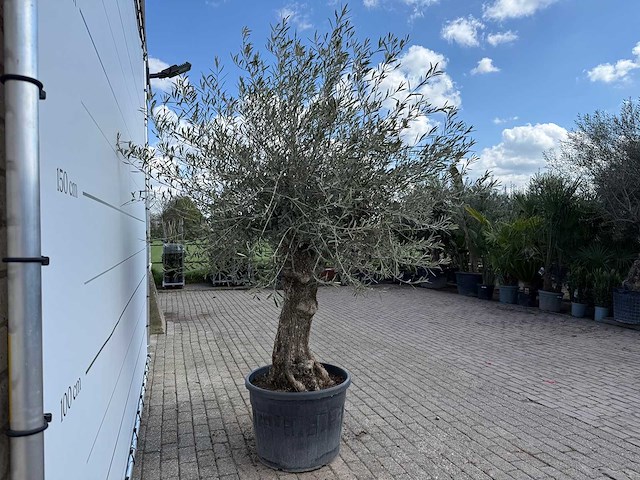 Olijfboom bonsai - olea europaea - ca. 80 jaar oud - hoogte ca. 220 cm - afbeelding 7 van  7