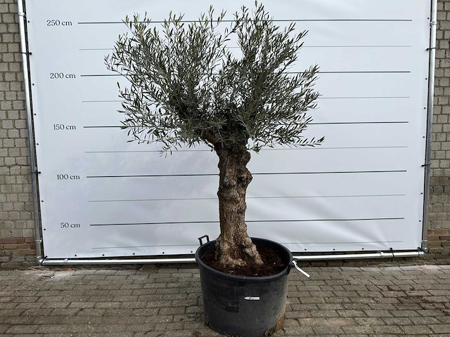 Olijfboom bonsai - olea europaea - ca. 80 jaar oud - hoogte ca. 220 cm - afbeelding 1 van  8