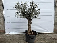 Olijfboom bonsai - olea europaea - ca. 80 jaar oud - hoogte ca. 220 cm - afbeelding 1 van  8