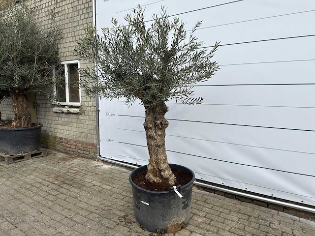 Olijfboom bonsai - olea europaea - ca. 80 jaar oud - hoogte ca. 220 cm - afbeelding 2 van  8