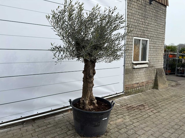 Olijfboom bonsai - olea europaea - ca. 80 jaar oud - hoogte ca. 220 cm - afbeelding 3 van  8