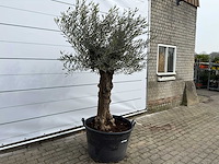 Olijfboom bonsai - olea europaea - ca. 80 jaar oud - hoogte ca. 220 cm - afbeelding 3 van  8