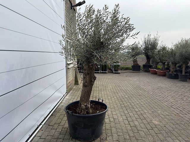 Olijfboom bonsai - olea europaea - ca. 80 jaar oud - hoogte ca. 220 cm - afbeelding 4 van  8