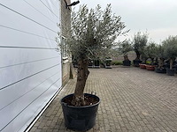 Olijfboom bonsai - olea europaea - ca. 80 jaar oud - hoogte ca. 220 cm - afbeelding 4 van  8