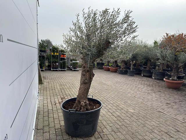 Olijfboom bonsai - olea europaea - ca. 80 jaar oud - hoogte ca. 220 cm - afbeelding 5 van  8