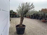 Olijfboom bonsai - olea europaea - ca. 80 jaar oud - hoogte ca. 220 cm - afbeelding 5 van  8