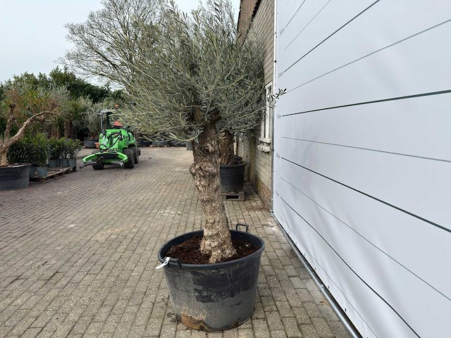 Olijfboom bonsai - olea europaea - ca. 80 jaar oud - hoogte ca. 220 cm - afbeelding 6 van  8