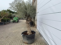 Olijfboom bonsai - olea europaea - ca. 80 jaar oud - hoogte ca. 220 cm - afbeelding 6 van  8