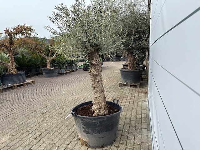Olijfboom bonsai - olea europaea - ca. 80 jaar oud - hoogte ca. 220 cm - afbeelding 7 van  8