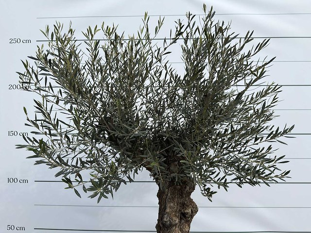 Olijfboom bonsai - olea europaea - ca. 80 jaar oud - hoogte ca. 220 cm - afbeelding 8 van  8
