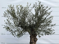 Olijfboom bonsai - olea europaea - ca. 80 jaar oud - hoogte ca. 220 cm - afbeelding 8 van  8