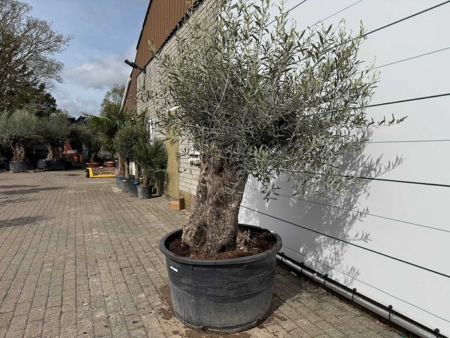 Olijfboom bonsai - olea europaea - ca. 80 jaar oud - hoogte ca. 220 cm - afbeelding 2 van  7