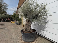 Olijfboom bonsai - olea europaea - ca. 80 jaar oud - hoogte ca. 220 cm - afbeelding 2 van  7