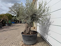 Olijfboom bonsai - olea europaea - ca. 80 jaar oud - hoogte ca. 220 cm - afbeelding 3 van  7