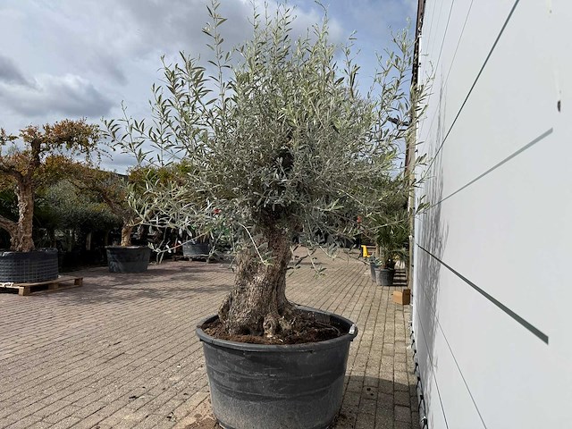 Olijfboom bonsai - olea europaea - ca. 80 jaar oud - hoogte ca. 220 cm - afbeelding 4 van  7
