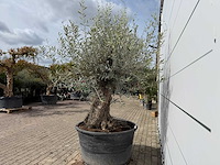Olijfboom bonsai - olea europaea - ca. 80 jaar oud - hoogte ca. 220 cm - afbeelding 4 van  7
