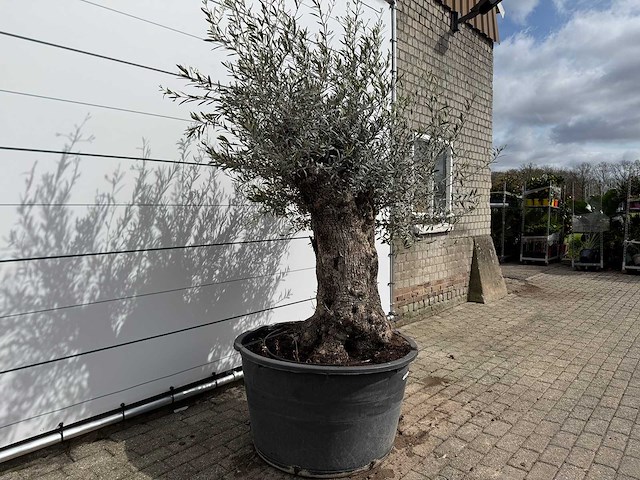 Olijfboom bonsai - olea europaea - ca. 80 jaar oud - hoogte ca. 220 cm - afbeelding 5 van  7