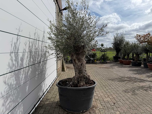 Olijfboom bonsai - olea europaea - ca. 80 jaar oud - hoogte ca. 220 cm - afbeelding 6 van  7