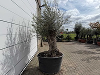 Olijfboom bonsai - olea europaea - ca. 80 jaar oud - hoogte ca. 220 cm - afbeelding 6 van  7
