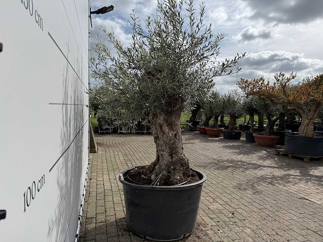Olijfboom bonsai - olea europaea - ca. 80 jaar oud - hoogte ca. 220 cm - afbeelding 7 van  7