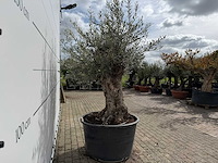 Olijfboom bonsai - olea europaea - ca. 80 jaar oud - hoogte ca. 220 cm - afbeelding 7 van  7