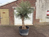 Olijfboom bonsai - olea europaea - ca. 80 jaar oud - hoogte ca. 220 cm - afbeelding 1 van  5