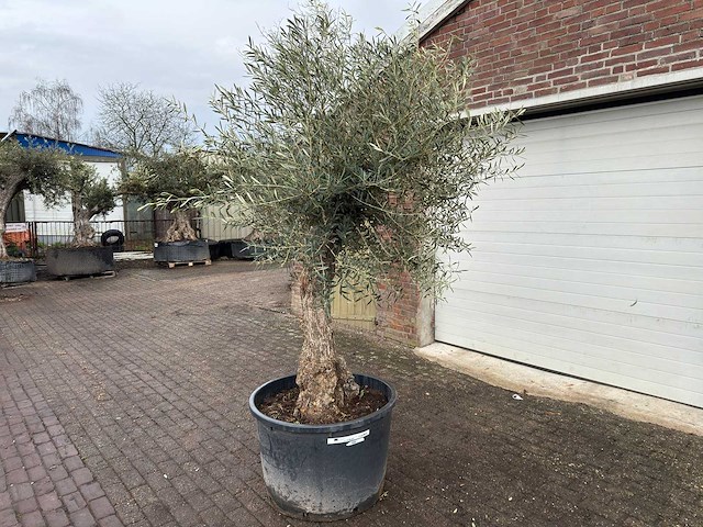 Olijfboom bonsai - olea europaea - ca. 80 jaar oud - hoogte ca. 220 cm - afbeelding 2 van  5