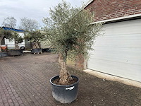 Olijfboom bonsai - olea europaea - ca. 80 jaar oud - hoogte ca. 220 cm - afbeelding 2 van  5