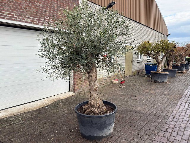 Olijfboom bonsai - olea europaea - ca. 80 jaar oud - hoogte ca. 220 cm - afbeelding 3 van  5