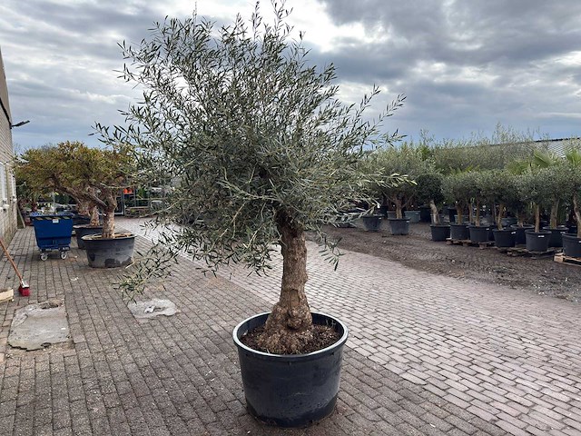 Olijfboom bonsai - olea europaea - ca. 80 jaar oud - hoogte ca. 220 cm - afbeelding 4 van  5