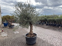 Olijfboom bonsai - olea europaea - ca. 80 jaar oud - hoogte ca. 220 cm - afbeelding 4 van  5