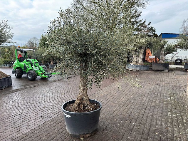 Olijfboom bonsai - olea europaea - ca. 80 jaar oud - hoogte ca. 220 cm - afbeelding 5 van  5