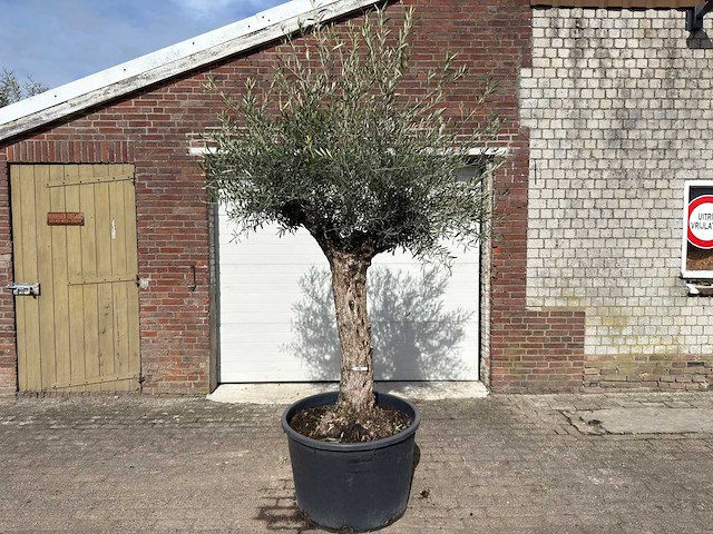 Olijfboom bonsai - olea europaea - ca. 80 jaar oud - hoogte ca. 220 cm - afbeelding 1 van  9