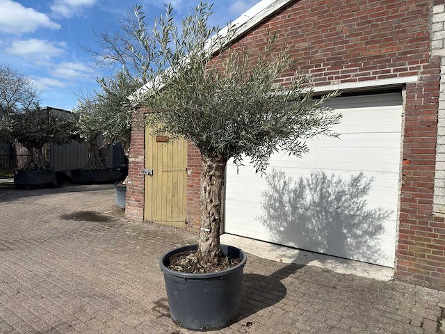 Olijfboom bonsai - olea europaea - ca. 80 jaar oud - hoogte ca. 220 cm - afbeelding 2 van  9