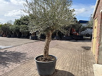 Olijfboom bonsai - olea europaea - ca. 80 jaar oud - hoogte ca. 220 cm - afbeelding 4 van  9