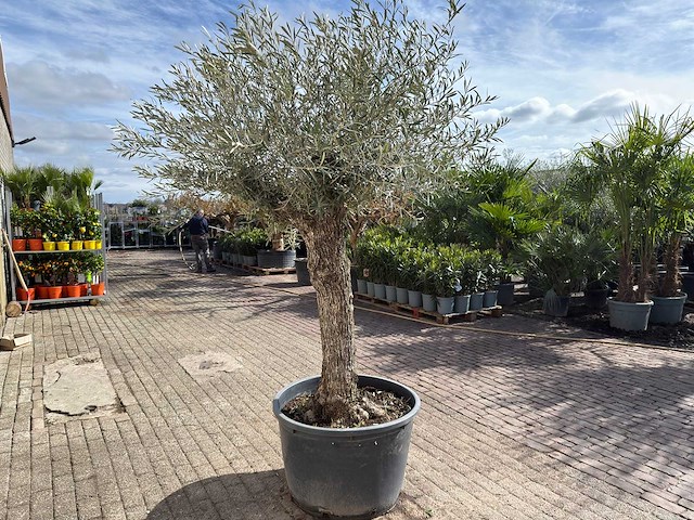 Olijfboom bonsai - olea europaea - ca. 80 jaar oud - hoogte ca. 220 cm - afbeelding 5 van  9